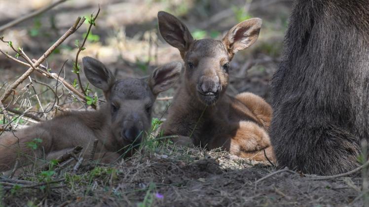 Die beiden wenige Tage alten Elchzwillinge liegen nebeneinander neben ihrer Mutter in einem Gehege im Wildpark Schorfheide. 