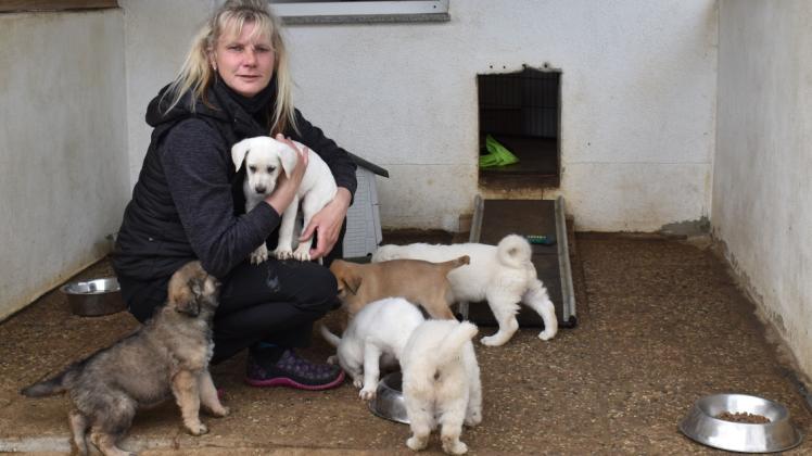 Sechs von insgesamt neun Welpen wuseln um Denise Gattas, die Leiterin des Tierheims in Laage, herum. Eine ausgesetzte Hündin war bereits trächtig gewesen, als sie vor vielen Wochen ins Heim kam. 