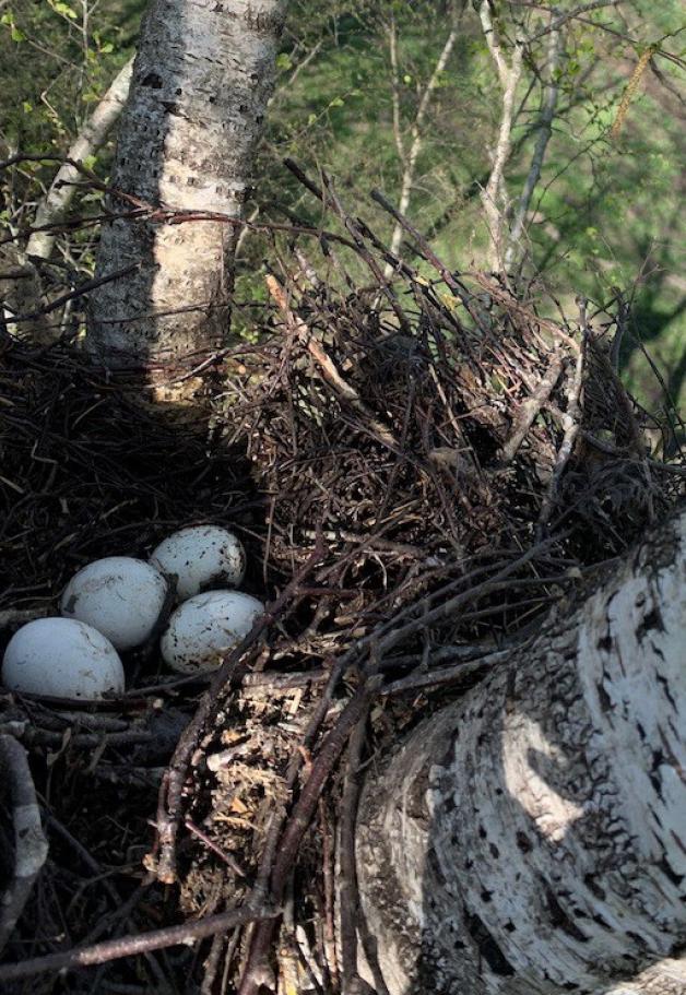 War es der Osterhase? Wie sonst kommt das Uhu-Ei unter den Hochsitz? – NABU  Borken