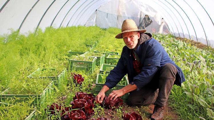 Moritz Isensee kontrolliert das Wachsen seines angebauten Gemüses im Folienzelt. 