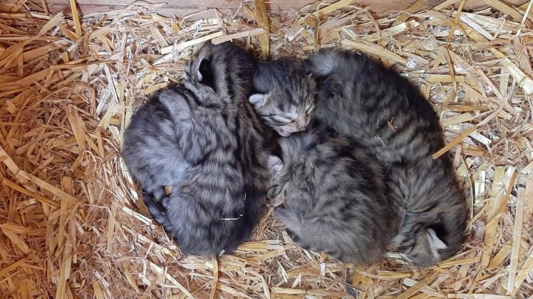 Blick in die Wurfbox: vier neugeborene Wildkatzen kuscheln sich im Güstrower Wildpark aneinander. 