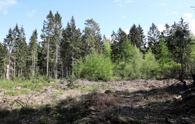 Das über 6.000 Hektar große Waldgebiet Rostocker Heide wurde durch die Trockenheit in Mitleidenschaft gezogen.