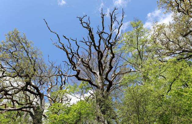 Im Forstrevier Schnatermann der Rostocker Heide ist eine tote Eiche (M.) zu sehen, links und rechts davon deutlich geschwächte Eichen und Buchen. Im Forstrevier Schnatermann der Rostocker Heide ist eine tote Eiche (M.) zu sehen, links und rechts davon deutlich geschwächte Eichen und Buchen.