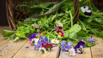 Different wild herbs and edible flowers PUBLICATIONxINxGERxSUIxAUTxHUNxONLY LVF004773