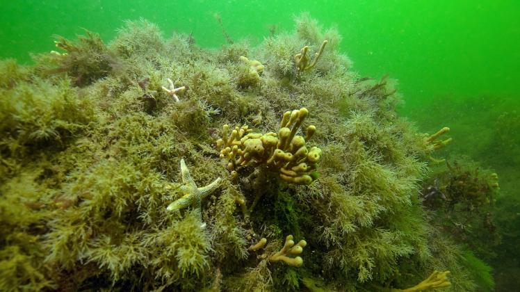 „Seit Jahrzehnten unberührt:“ Das vom Naturschutzbund  entdeckte Ostsee-Riff vor Puttgarden.