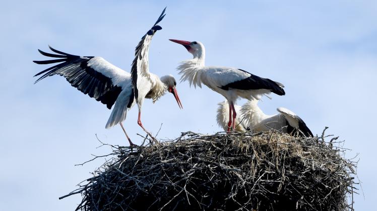 Zwei Jungvögel und zwei erwachsene Weißstörche stehen auf ihrem Nest in Langwedel.  