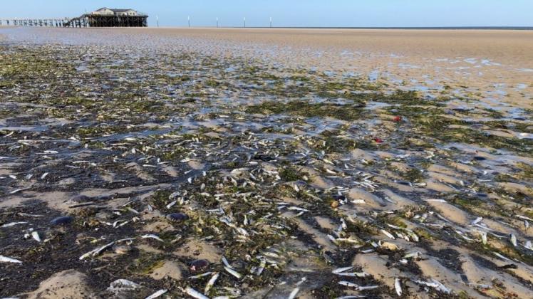 An der Nordseeküste von Schleswig-Holstein und Niedersachsen waren an mehreren Orten Hunderte tote Fische angeschwemmt worden. 