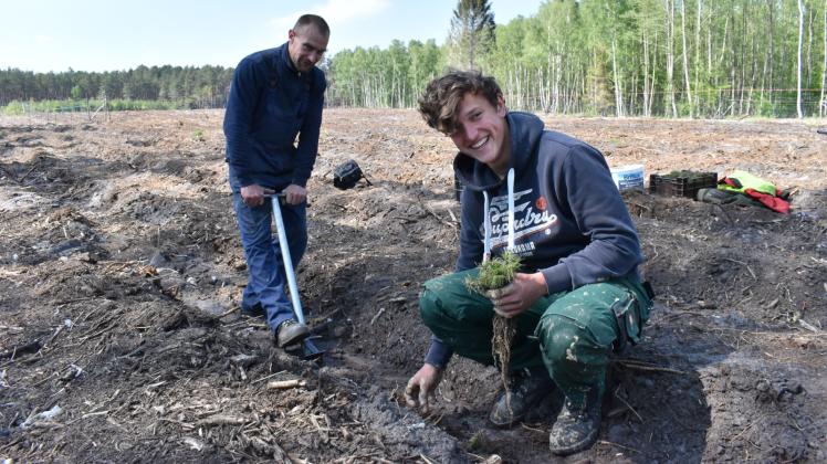 Im Mai haben Mitarbeiter von Holger Galonska zehn Hektar neu angepflanzt.