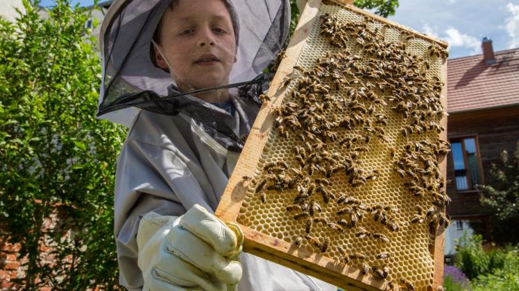 Nach der Schule schaut Johann nach seinen drei Königinnen und Tausenden Bienen: Der 11-Jährige hält im Vorgarten in der Schweriner Schelfstadt drei Bienenvölker. 