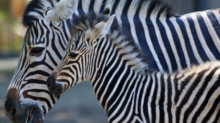Ein Zebrafohlen ist zusammen mit seiner Mutter m Zoo Schwerin unterwegs.