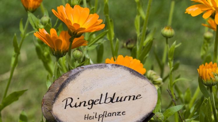 Die Ringelblume gilt als Heilpflanze und ist essbar. Sie eignet sich gut zur Verarbeitung für Öle und Cremes.