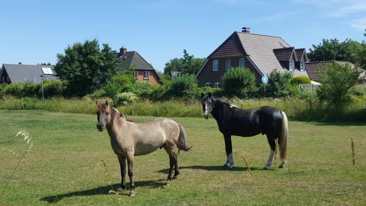 Bei sommerlichen Temperaturen in der zweiten Juni-Hälfte fühlten sich auch die Pferde wohl.