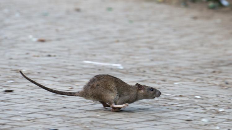 Ein Ratte auf der Flucht:  An der Stör bei Plate gibt es einen „kleineren Nagerbefall“. 