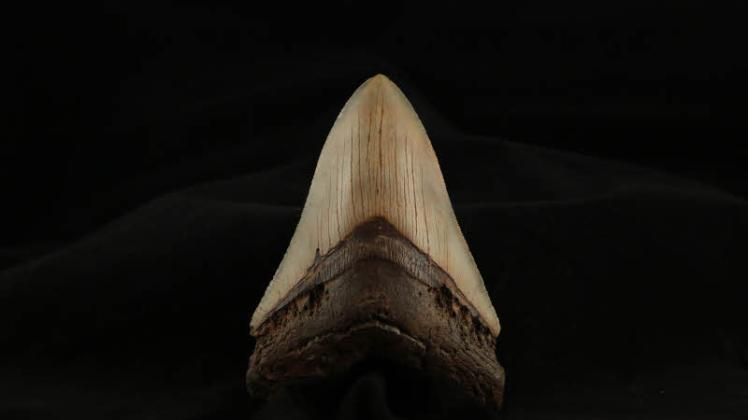 Exponat in Stolpe: Das Foto zeigt den handgroßen Zahn eines Megalodons, einer von zwei Millionen Jahren ausgestorbenen Haiart.  
