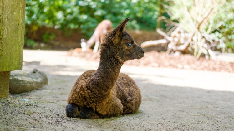 Der jüngste Flausch im Schweriner Zoo: Alpaca-Hengst Moho