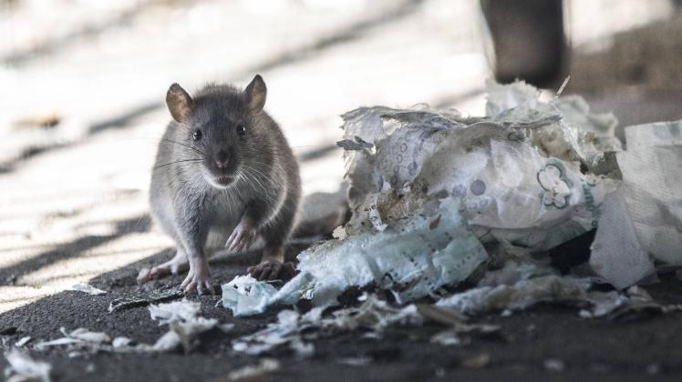 Eine Ratte auf Nahrungssuche unter einer Restmülltonne. (Symbolfoto)