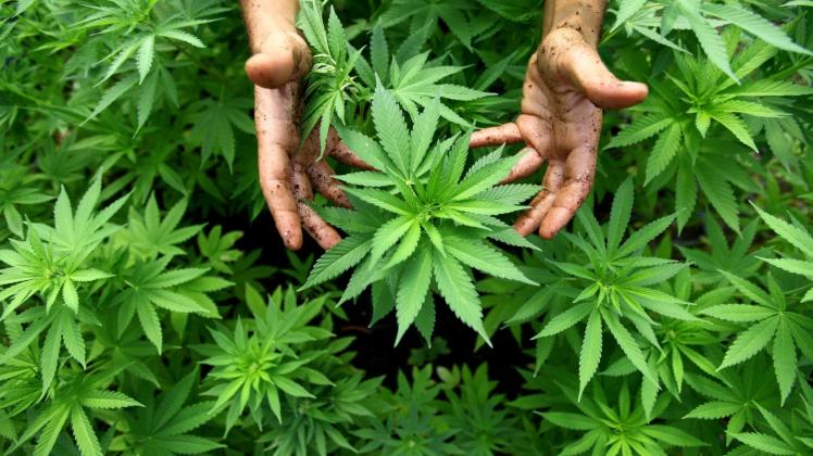 Beliebte Droge: Laut Kriminalpolizei steigt der Konsum von Marihuana trotz Verbotes an.