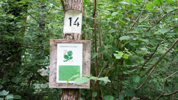 An den 16 Informationstafeln erfährt der Wanderer mehr über den idyllischen Wald im Havelland.   