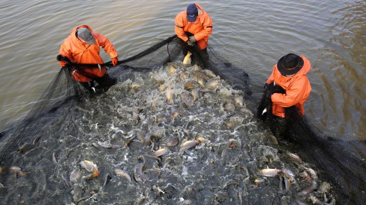 In der Teichwirtschaft Boek der Fischerei Müritz-Plau im Müritz-Nationalpark wird ein Karpfenteich abgefischt. (Archivbild)