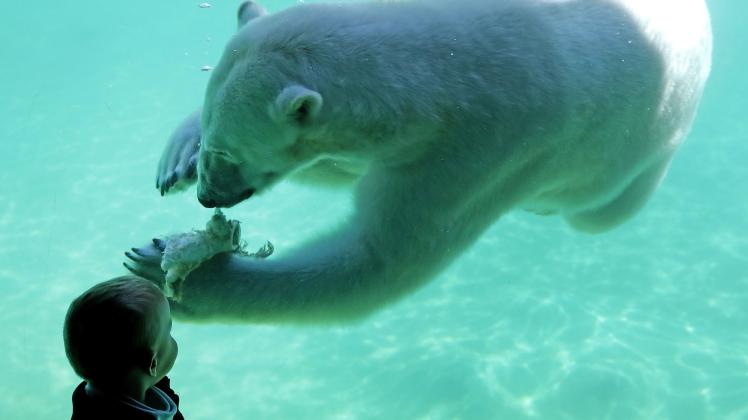 Ein Eisbär schwimmt durch das Becken des Polariums im Rostocker Zoo, während ihm ein Junge dabei durch eine Scheibe hindurch zuschaut.