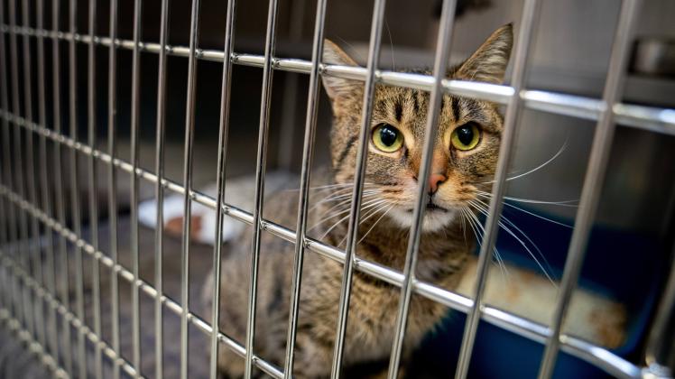 Eine ausgesetzte Katze sitzt in ihrem Käfig im Tierheim.