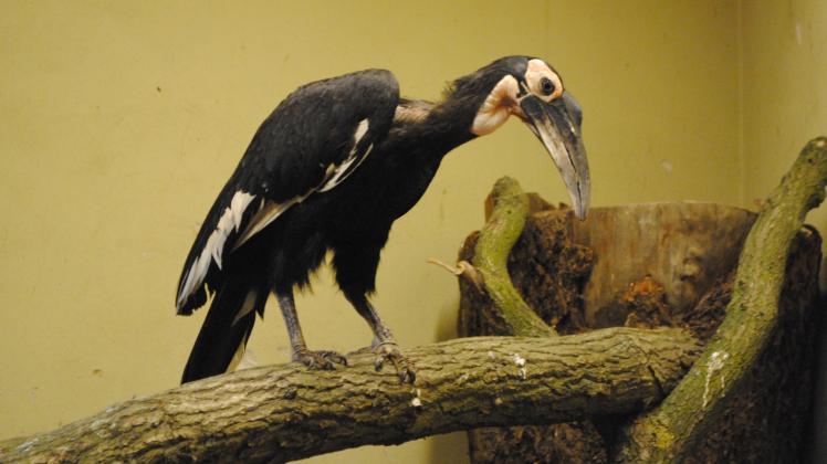 Seltener Vogel: Im Schweriner Zoo ist jetzt auch ein Südlicher Hornrabe zu sehen, der aus dem Tierpark in Duisburg stammt.  