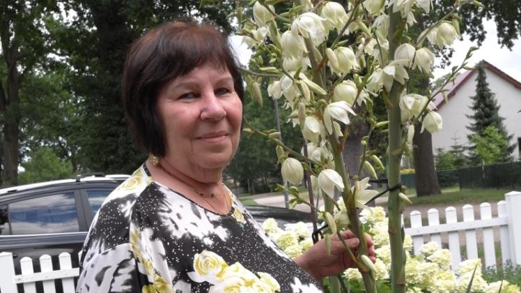 Groß ist die Freude bei Angelika Jörß aus der Eichenallee 18, seit in ihrem Vorgarten eine Palmlilie als echte Yucca die allerschönste weiß-glockige Blütenpracht zeigt. 