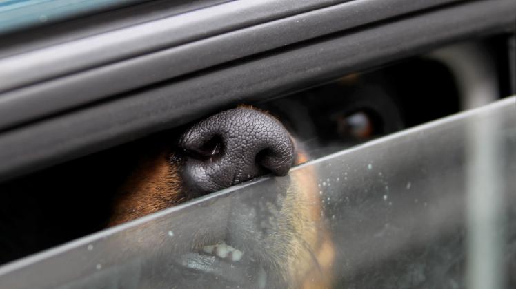 Immer wieder kommt es vor, dass Besitzer ihre Hunde im Sommer im Auto zurücklassen. /Symbolbild