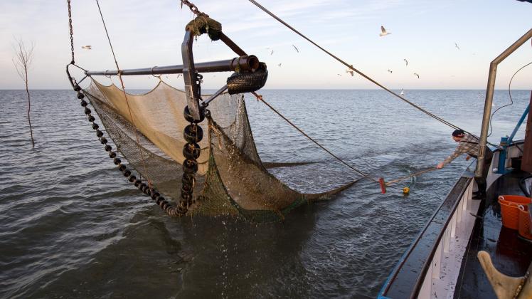 Ein Dorn im Auge der Umweltschützer: Grundschleppnetze in der Fischerei 