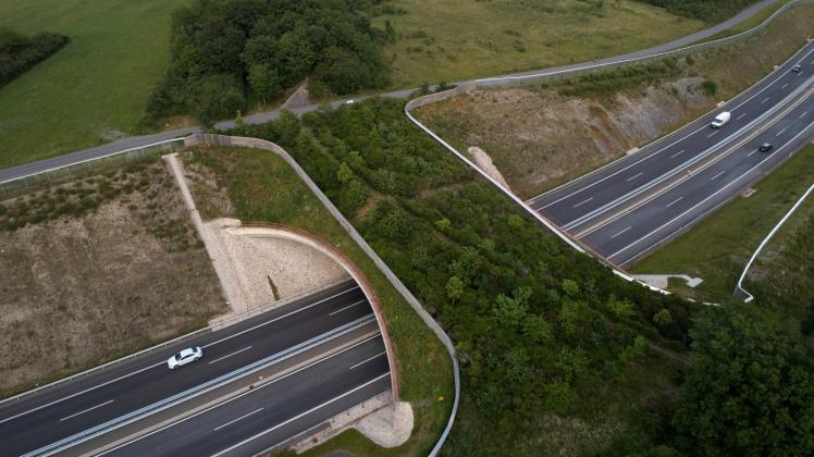 Sicheres Geleit: Grünbrücken führen Wildtiere sicher über Autobahnen. 