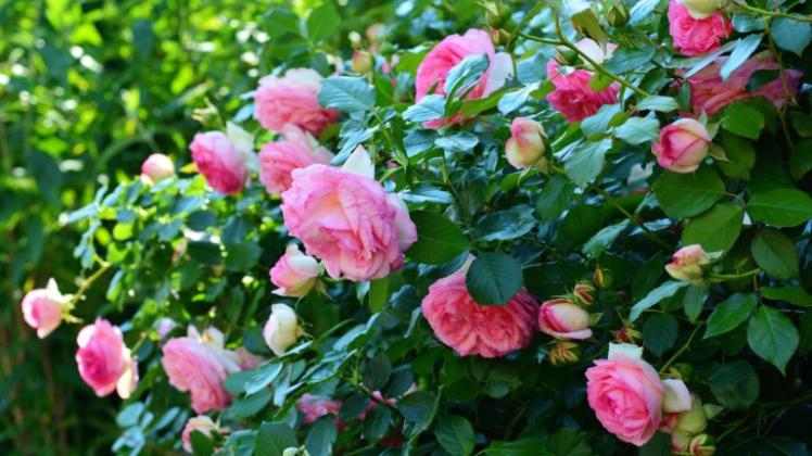 Rosen gehören in den heimischen Garten. 