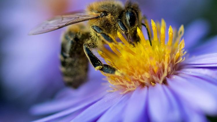 Insekten entdecken und bestimmen: Auch auf Bienen möchte der Nabu am Freitag hinweisen.