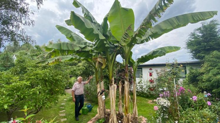 Der ganze Stolz von Hobby-Gärtner Bernd Zikarsky: Über fünf Meter hoch sind die Bananen. 