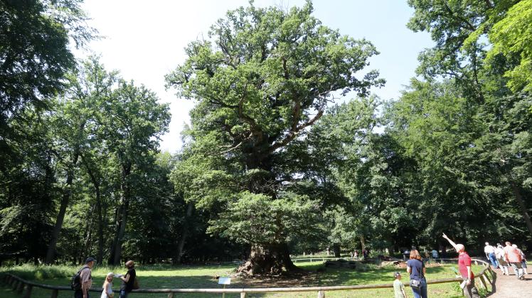 Nach Einschätzung von Experten geht es den 800 bis 1050 Jahre alten Stieleichen im einstigen "Hudewald" ("Hütewald") im Tiergarten Ivenack erstaunlich gut.