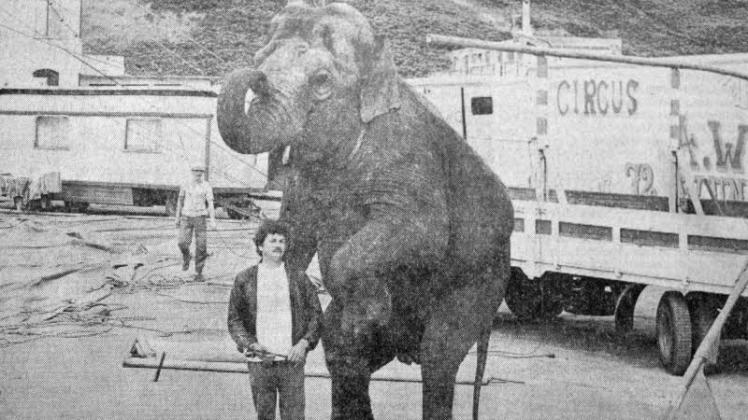 Der Star in der Zirkusmanege: Elefantendame Karla.