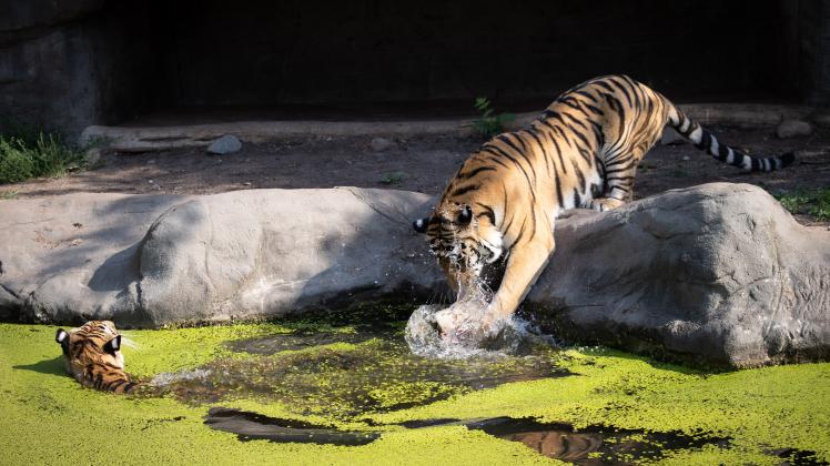 Bei den hochsommerlichen Temperaturen haben die Sibirischen Tiger eine kleine Eisbombe bekommen.