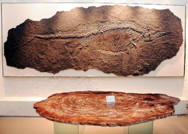 Ein Urgestein: 180 Millionen Jahre hat dieser Saurier auf dem Buckel. Foto: Heggen