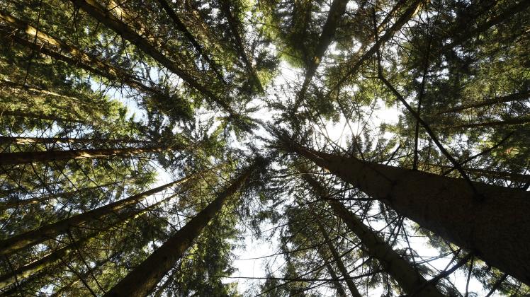 In Pinneberg gebe es besonders viele Beschwerden von Bürgern zum Thema Baumschutz, erklärt Jörg Kastrup, Leiter der Unteren Naturschutzbehörde des Kreises.