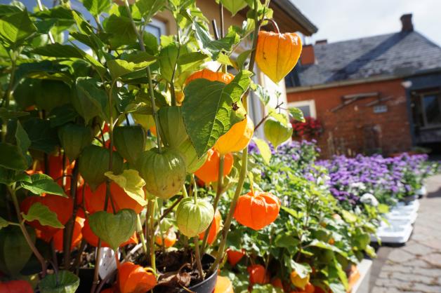 Bunte Beete das ganze Jahr Stauden Hansen aus Breklum verlost Pf SHZ