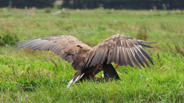 Der Adler mit seiner Spannweite von 2,60 Metern hat den jungen Storch in seinen Klauen. Der rote Schnabel des Storchs ist zu erkennen.