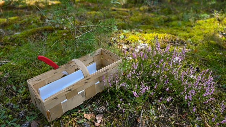 Ein leerer Pilzkorb auf dem Waldboden: Pilzsammler haben in dieser Saison nicht überall Glück beim Suchen. 