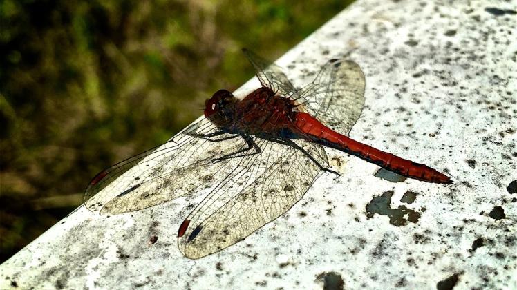 Die Libellen leben häufig in der Nähe von Wasser. Die Libellen leben häufig in der Nähe von Wasser.