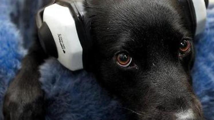 So fühlt sich dieser Labrador-Mischling an Silvester wohl: Hunde haben ein  feineres Gehör als Menschen und leiden deshalb besonders   unter  der  Knallerei Foto: dpa