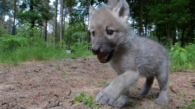 In Mecklenburg-Vorpommern wurden derzeit 21 Wolfs-Welpen gezählt. (Symbolbild)