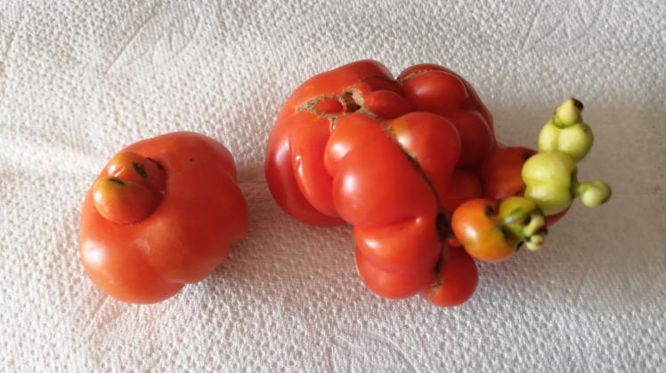 Kuriose Formen weist diese Tomate auf.