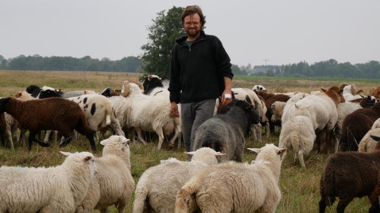 Auf der Wiese in Klein Salitz: Über 2000 Schafe hat Schäfer Detlef Mohr. 