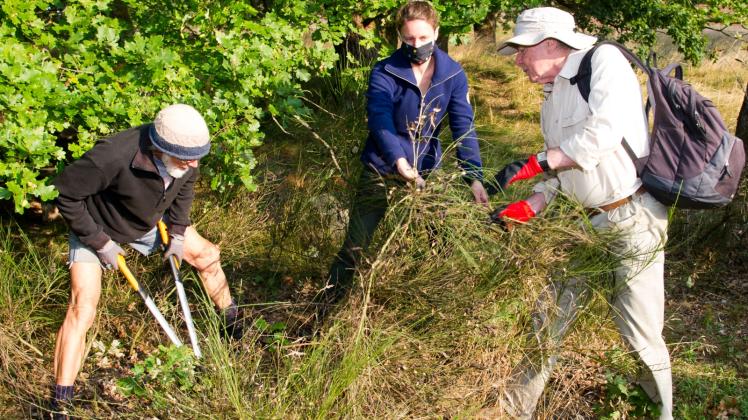 Die Heide wird geputzt: Albert Koban, Katharina Possitt und Ulli Quast (v.l.) waren am Sonnabend die ersten von 14 Helfern, die die Bretziner Heide vom Ginster befreien wollten. Die Heide wird geputzt: Albert Koban, Katharina Possitt und Ulli Quast (v.l.) waren am Sonnabend die ersten von 14 Helfern, die die Bretziner Heide vom Ginster befreien wollten.