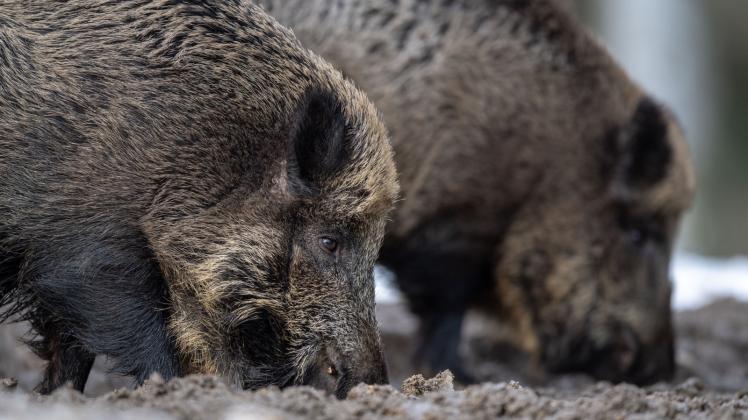 Mehrere Wildschweine wurden positiv auf die Afrikanische Schweinepest getestet. 