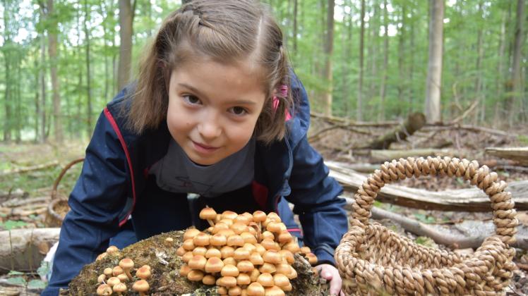 Stockschwämmchen in Hülle und Fülle: Die neunjährige Leonie ist begeistert. Stockschwämmchen in Hülle und Fülle: Die neunjährige Leonie ist begeistert.