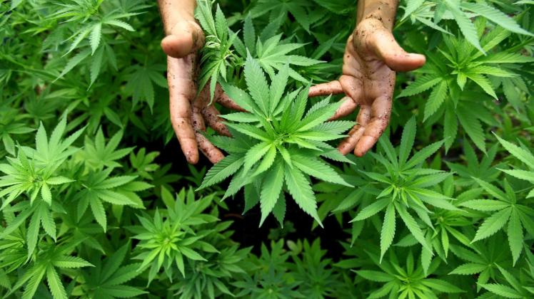 Die Durchsuchung einer Garage in Laage brachte im August 2019 unter anderem 54,6 Kilogramm Marihuana zutage. Zwei Güstrower müssen sich wegen Drogenhandels verantworten. Die Durchsuchung einer Garage in Laage brachte im August 2019 unter anderem 54,6 Kilogramm Marihuana zutage. Zwei Güstrower müssen sich wegen Drogenhandels verantworten.